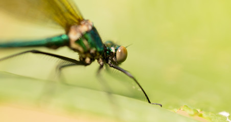 dragonfly in the park in nature