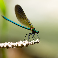 dragonfly in the park in nature