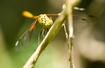 dragonfly in the park in nature