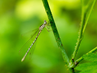 dragonfly in the park in nature