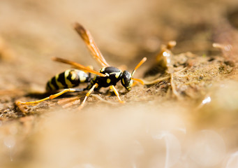 a wasp on the ground is drinking water