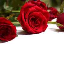 Red roses on white background.