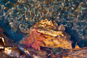 Autumn leaves. Autumn.