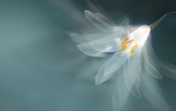 Fototapeta single dreamy surreal white flower 