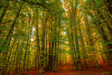 Fototapeta na wymiar First colors of autumn on chestnut trees