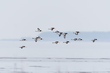ミヤコドリの群飛(oystercatcher)