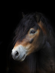 Fototapeta premium Exmoor Headshot