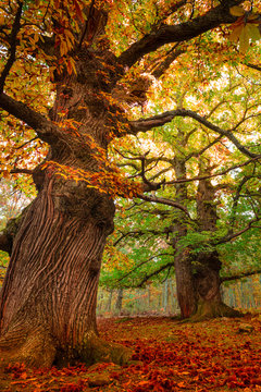 Fototapeta First colors of autumn on chestnut trees