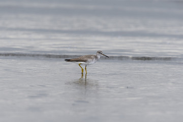 キアシシギ(Grey-tailed Tattler)