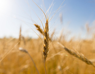 Fototapeta premium Yellow ears of wheat against the blue sky