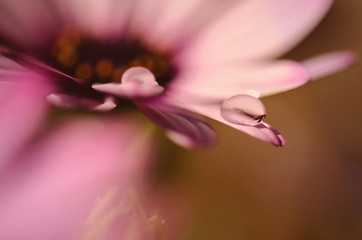 Macro di una goccia d'acqua sul petalo di una margherita rosa © Sara