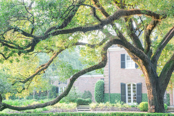 Colonial brick house with huge live oak tree and beautifully landscaped front yard driveway. Shady tree branches with leaves backlit warm morning light.