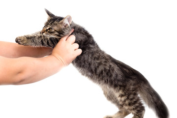 Fototapeta premium hand caressing a cat on a white background