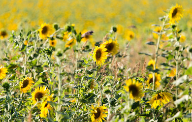 Sunflower flowers grow on nature