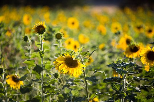 Sunflower flowers grow on nature