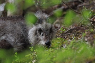 ニホンカモシカに遭遇