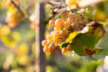 ripe berries of grapes in the garden