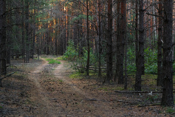 Pine forest in the autumn at sunset of the day.