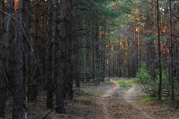 Pine forest in the autumn at sunset of the day.