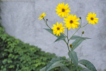 Jerusalem artichoke flowers in sunshine against grey wall.