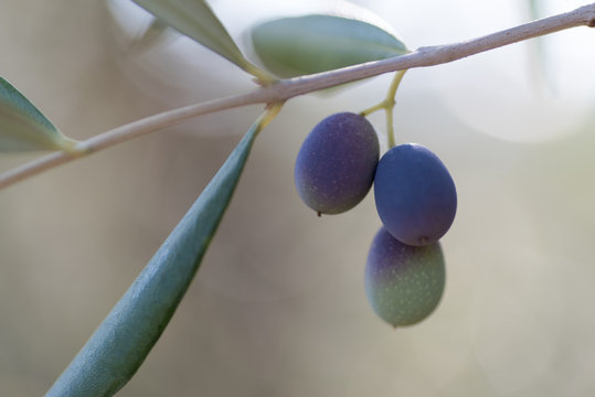 Olives on the branch, macro image