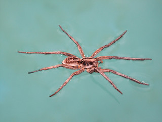 mean tropical spider floating on a swimming pool