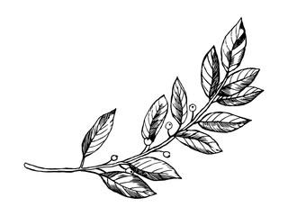 Laurel branch engraving vector illustration © Oleksandr Pokusai