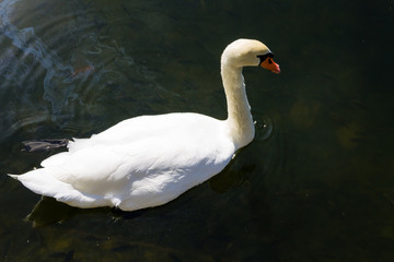 White swan floating on the lake