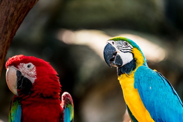 Colorful macaw on branch