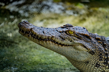 Crocodile in the zoo