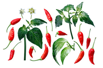 Aji Brazilian Bonanza pepper elements, paths