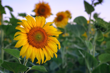 Blooming sunflower. Natural background of blooming sunflowers field in sunset time