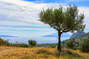 Olive tree on a hill against sky and sea near New Epidaurus, Peloponnese, Greece. Greek natural...