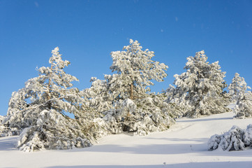  pine covered with snow on a sunny winter day