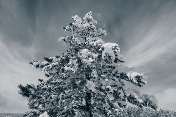 pine in a mountainous area covered with snow
