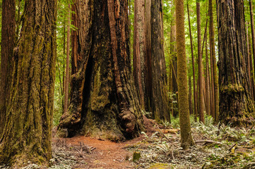 Redwood National Forest