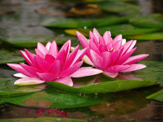 water, lily, pond, lotus, flower, nature, beautiful, white, pink, plant, blossom, beauty, summer, waterlily, bloom, aquatic, green, petal, reflection, flora, leaf, lilies, natural, lake, garden, botan