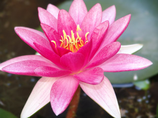  water, lily, pond, lotus, flower, nature, beautiful, white, pink, plant, blossom, beauty, summer, waterlily, bloom, aquatic, green, petal, reflection, flora, leaf, lilies, natural, lake, garden, bota