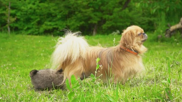 Family dogs of the Pekingese breed