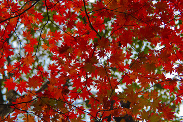Red maple leaves, autumn