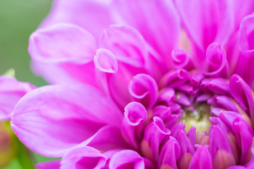 Beautiful violet of purple Dahlia in garden , close up and soft  focus