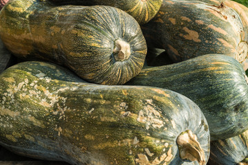 Kürbisse - Butternut-Kürbis - Butternuss-Kürbis 