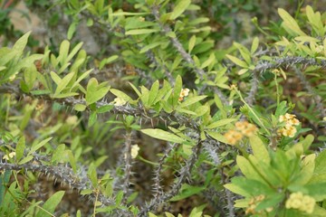 ハナキリンの花と葉