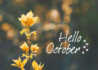 hello october card 