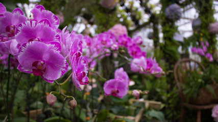 purple orchid