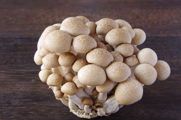 シメジ茸　キノコ