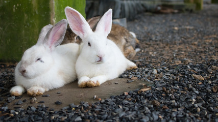 A ouple of white rabbit