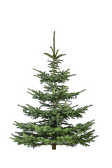 Tannenbaum