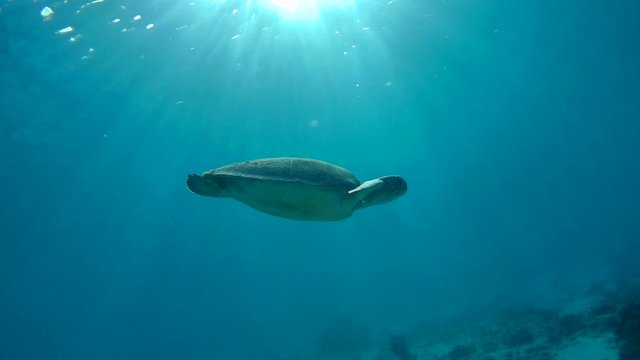 swimming sea turtle caribbean sea underwater 1080P video