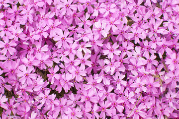 Flowers phlox, purple, background,
